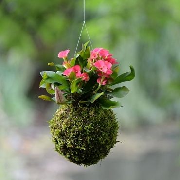 co je to kokedama