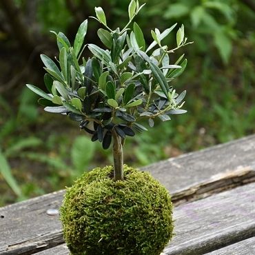 co je to kokedama