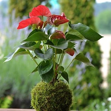co je kokedama