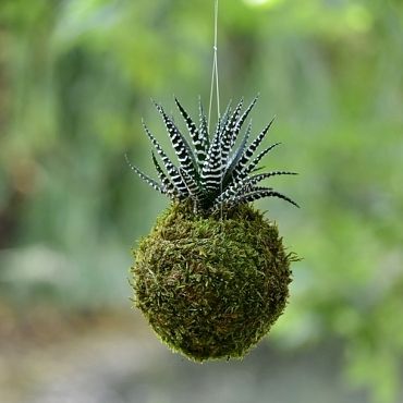 co je kokedama