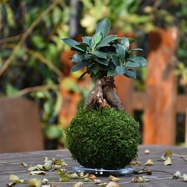 co je to kokedama