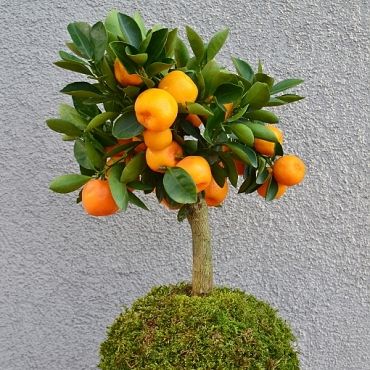 co je kokedama