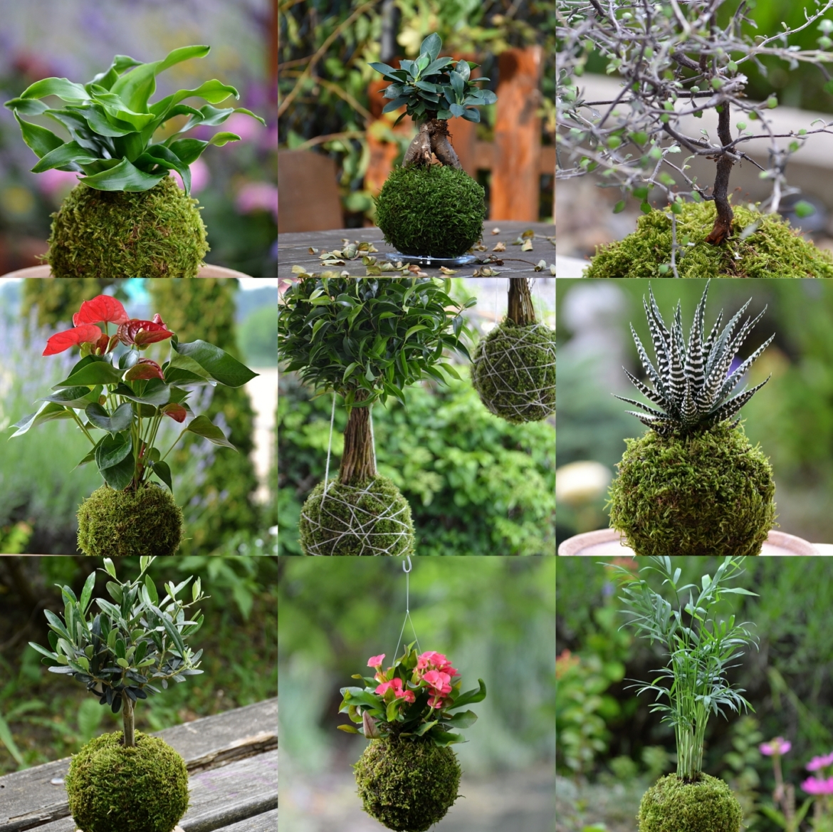 co-je-to-kokedama.jpg