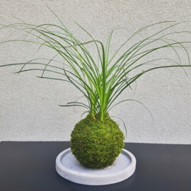 kokedama Nolina recurvata