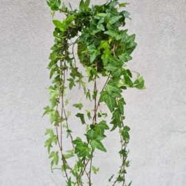 závěsná kokedama Hedera helix