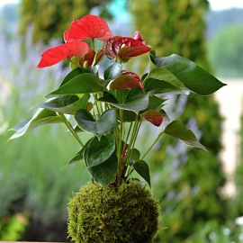 kokedama Anthurium scherzerianum