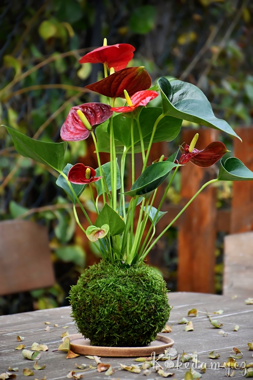 kokedama_Anthurium_scherzerianum05.jpg