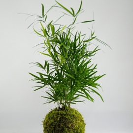 kokedama Asparagus falcatus