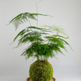 kokedama Asparagus setaceus