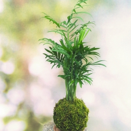kokedama Chamaedorea elegans