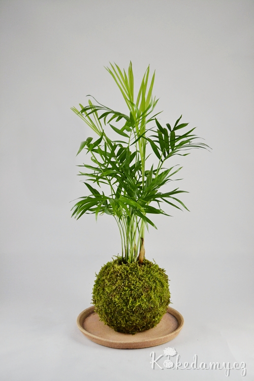 kokedama_Chamaedorea_elegans05.jpg