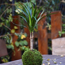 kokedama Dracaena marginata