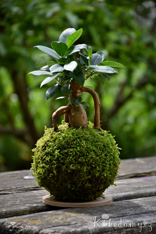 kokedama_Ficus_microcarpa_Ginseng01.jpg