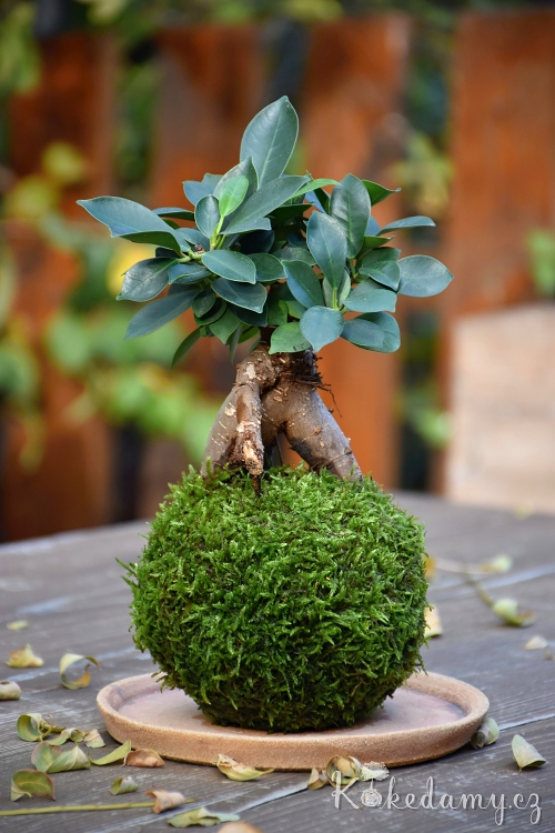 kokedama_Ficus_microcarpa_Ginseng02.jpg