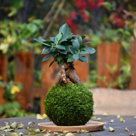 kokedama Ficus microcarpa Ginseng