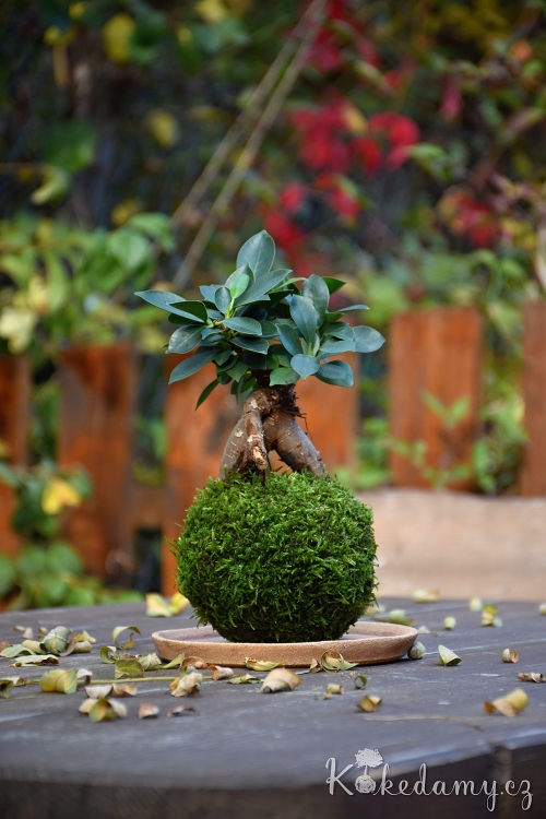 kokedama_Ficus_microcarpa_Ginseng03.jpg