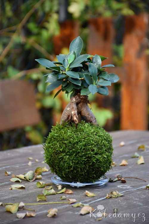 kokedama_Ficus_microcarpa_Ginseng04.jpg