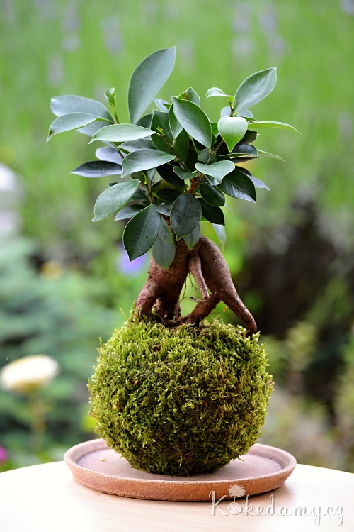 kokedama_Ficus_microcarpa_Ginseng05.jpg