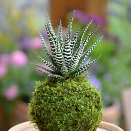 kokedama Haworthia