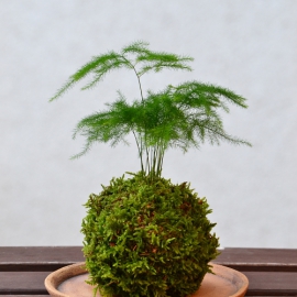 kokedama Mini Asparagus setaceus