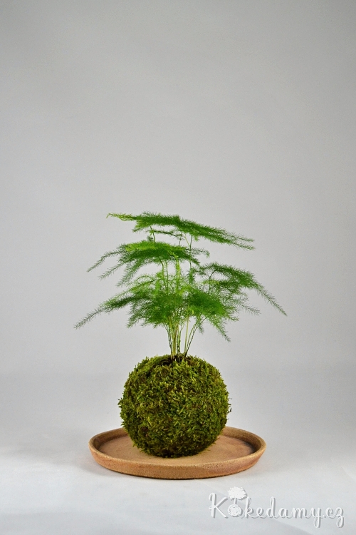 kokedama_Mini_Asparagus_setaceus03.jpg