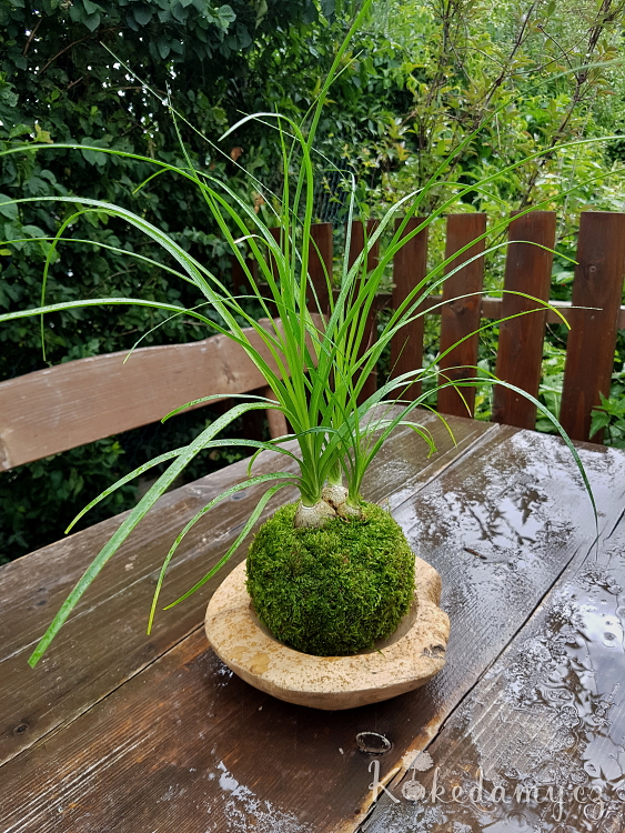 kokedama_Nolina_recurvata01.jpg