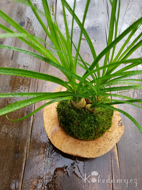 kokedama_Nolina_recurvata02.jpg