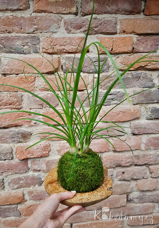 kokedama_Nolina_recurvata03.jpg