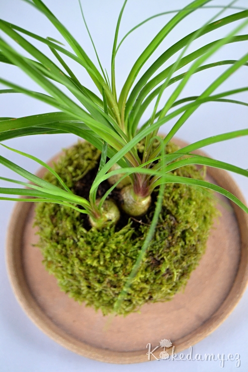kokedama_Nolina_recurvata04.jpg