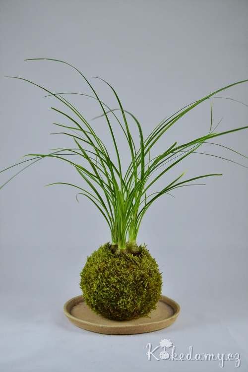 kokedama_Nolina_recurvata05.jpg