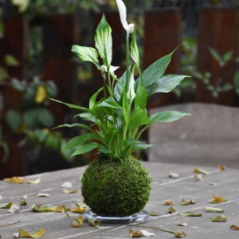 kokedama Spathiphyllum