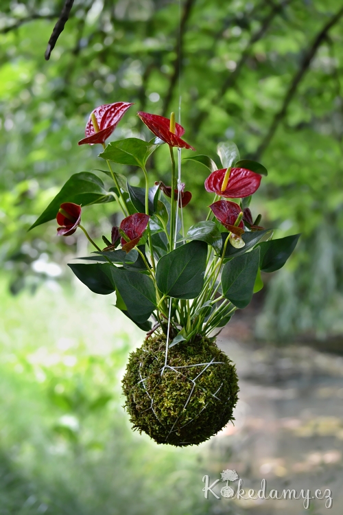 zavesna_kokedama_Anthurium_scherzerianum01.jpg
