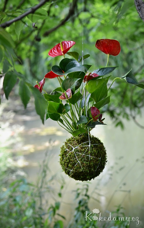 zavesna_kokedama_Anthurium_scherzerianum02.jpg