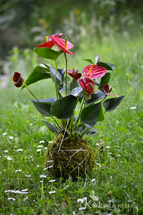 zavesna_kokedama_Anthurium_scherzerianum03.jpg
