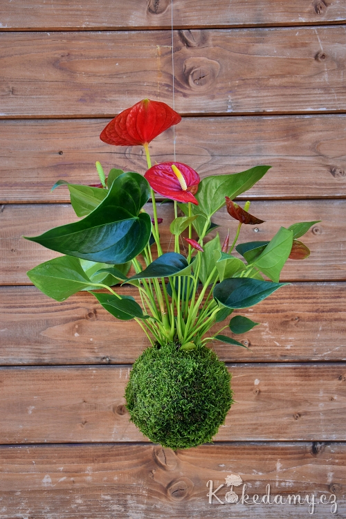 zavesna_kokedama_Anthurium_scherzerianum04.jpg