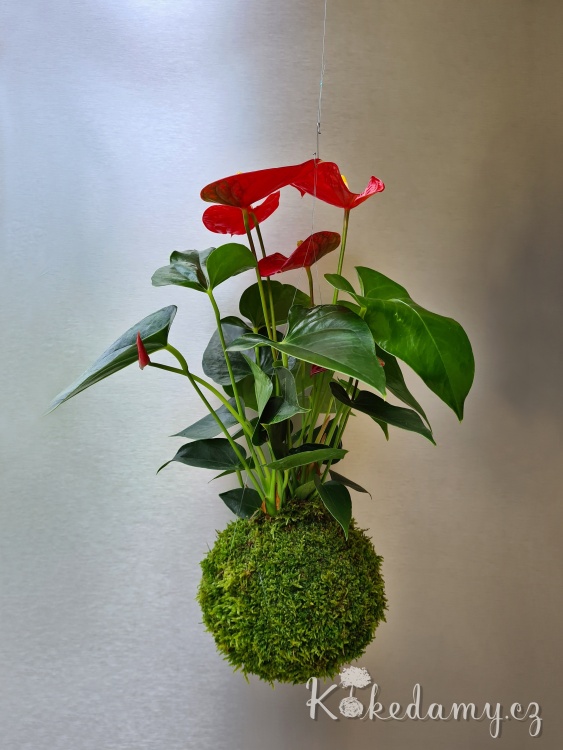 zavesna_kokedama_Anthurium_scherzerianum06.jpg