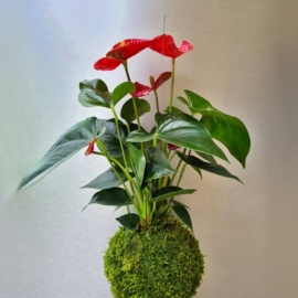 závěsná kokedama Anthurium scherzerianum červená