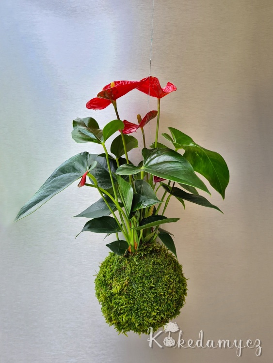 zavesna_kokedama_Anthurium_scherzerianum07.jpg