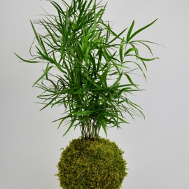 závěsná kokedama Asparagus falcatus