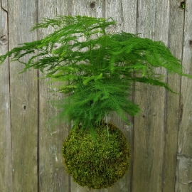 závěsná kokedama Asparagus setaceus