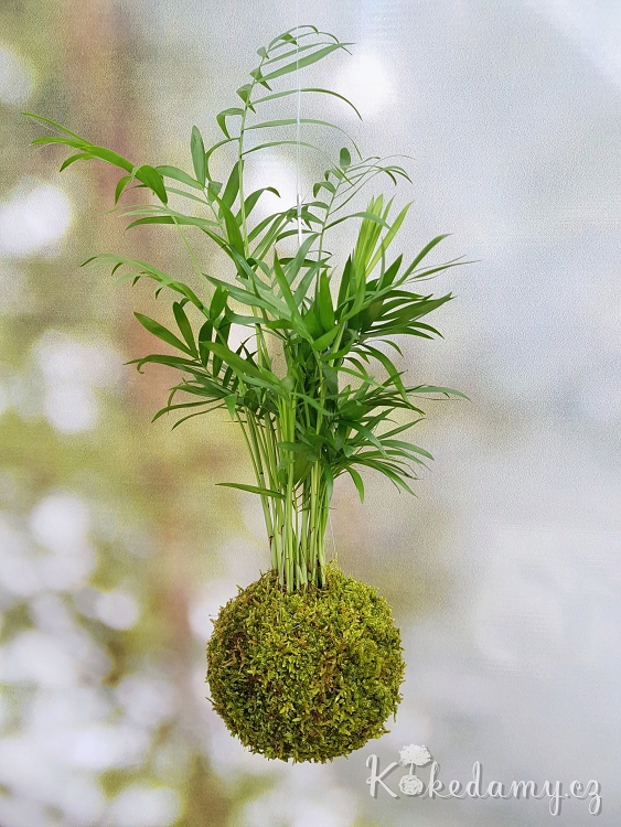 zavesna_kokedama_Chamaedorea_elegans03.jpg