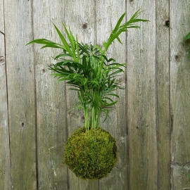 závěsná kokedama Chamaedorea elegans