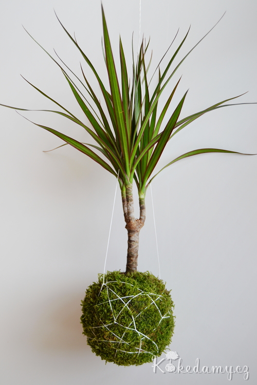 zavesna_kokedama_Dracaena_marginata01.jpg