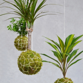závěsná kokedama Dracaena marginata