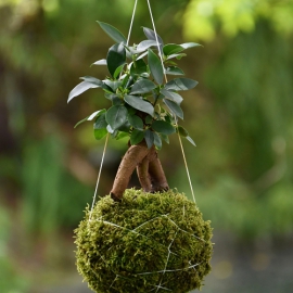 závěsná kokedama Ficus microcarpa Ginseng