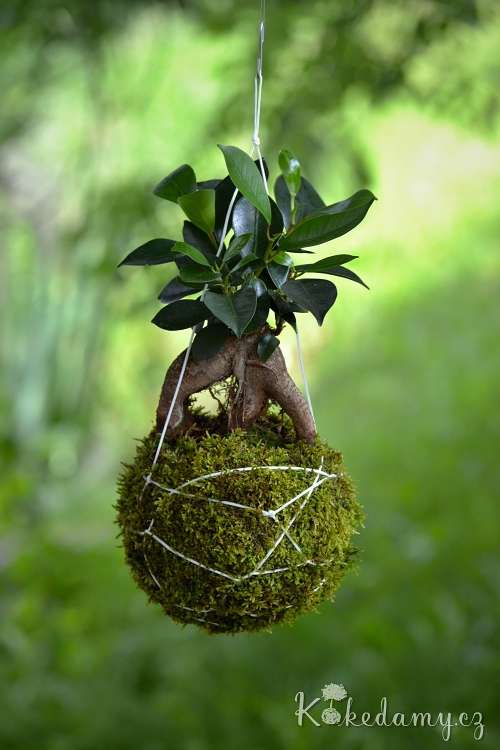 zavesna_kokedama_Ficus_microcarpa_Ginseng04.jpg