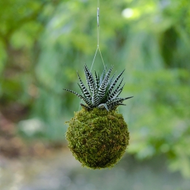 závěsná kokedama Haworthia