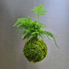 závěsná kokedama Mini Asparagus setaceus