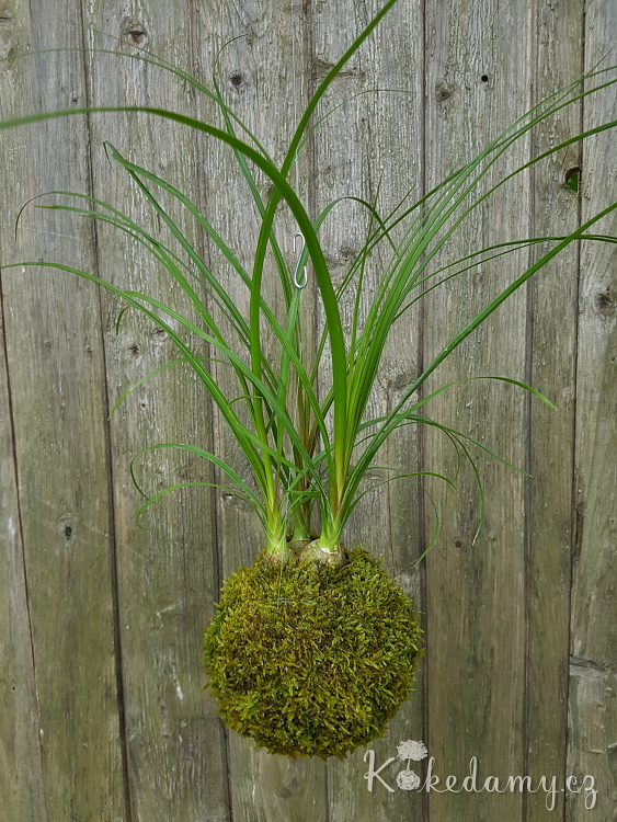 zavesna_kokedama_Nolina_recurvata01.jpg
