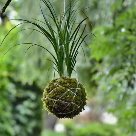 závěsná kokedama Nolina recurvata